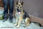 24.10.2013 WOLA KRZYSZTOPORSKA PIES 56314